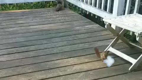 Fast Chipmunk