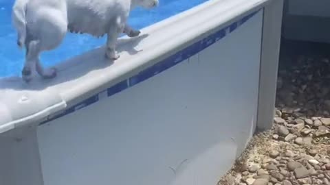 Smart boy! 🎥: ViralHog