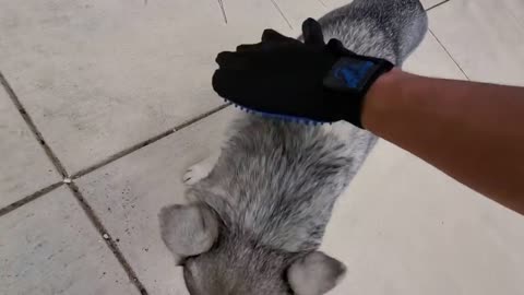 HOW TO PUT AN END TO HUSKY SHEDDING!