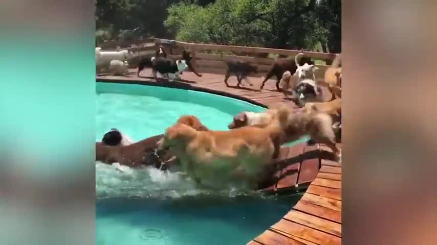 Group Of Shelter Dogs Have Fun In Pool