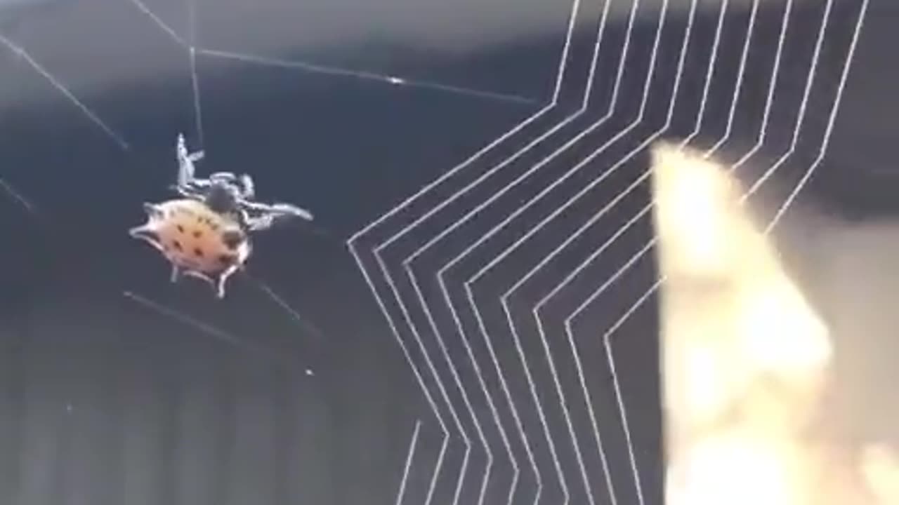 Nature & Animals🌴 - Nature is the best engineer 🕸️🕷️