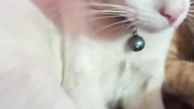 Funny cat beautiful cat videos