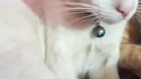 Funny cat beautiful cat videos