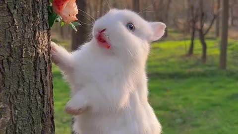 The little bunny eating its meal seriously.