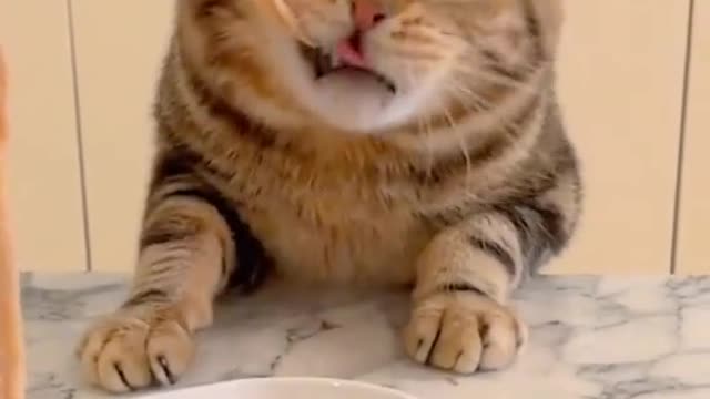 Caughtastealingcat.