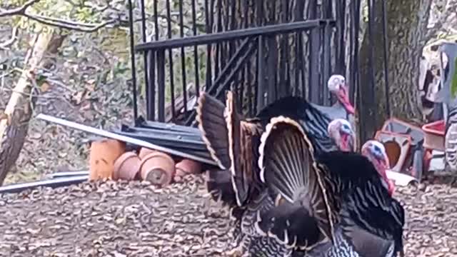 American Turkey