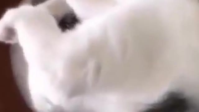 Funniest cats, the most of them part 3 #shorts