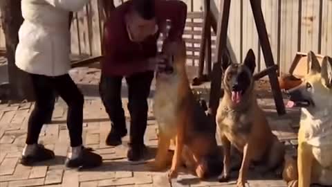 Funny Dog videos