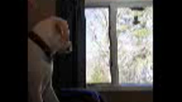 Dog playing piano with mom