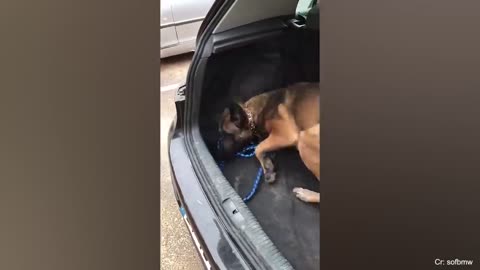 When you have a dog with 200 IQ
