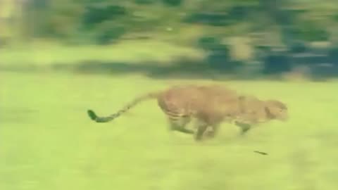 Panther caught alive in the forest