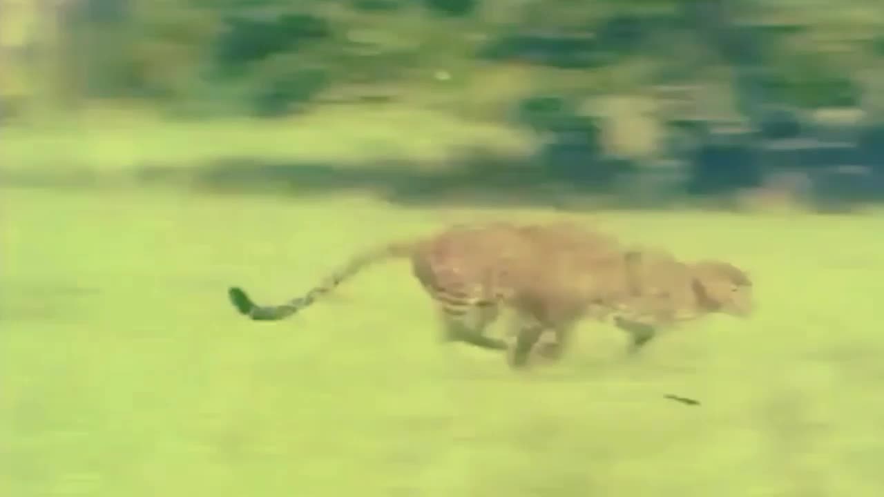 Panther caught alive in the forest