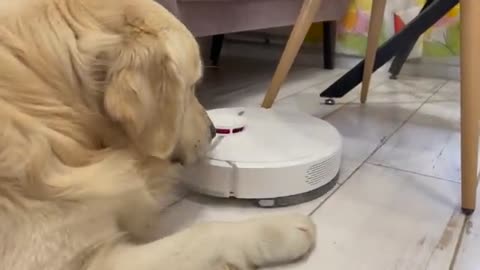 Funny Golden Retriever Reacts to Robot Vacuum Dreame D9!