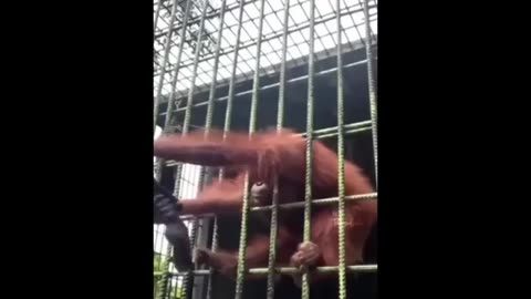 New funny animals vedio