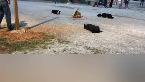 funny dogs#3