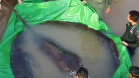 This is the heaviest freshwater fish caught on record