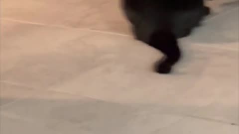 Adopting a Cat from a Shelter Vlog - Cute Precious Piper Shows Her Natural Hunting Skills #shorts