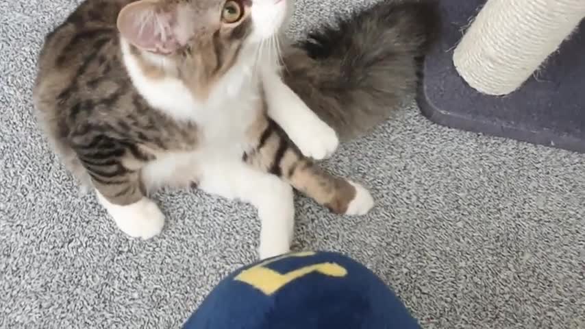 Cat pushes me out with fluff body
