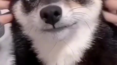 Funny cats