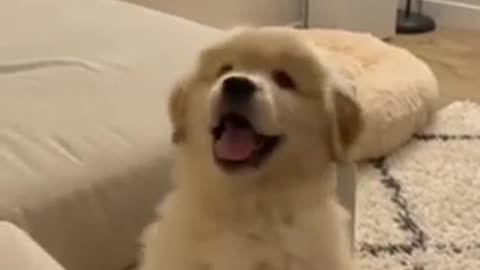Cute puppy prank 😅🐶