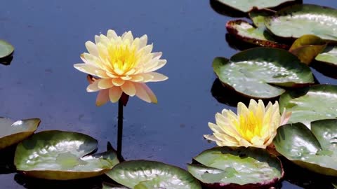 BEAUTIFUL FLOWERS The most Precious Gift of nature
