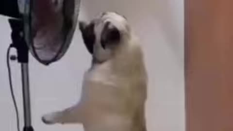 Funny dog