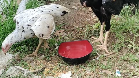 Ayam petarung chiken fight