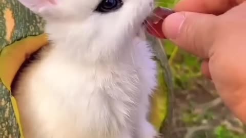 Adorable Bunny Indulging in Candy