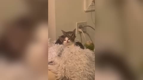 Video Binatang Lucu | Cobalah Untuk Tidak Menertawakan Hewan, Kucing / Anjing Lucu