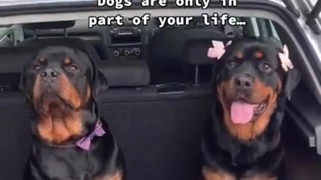 Dog training