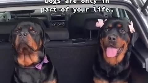 Dog training