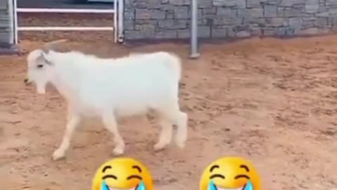 Funny Cats and Dogs & other Animals of 2023