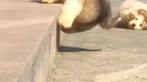 Fluffy cute Dogs