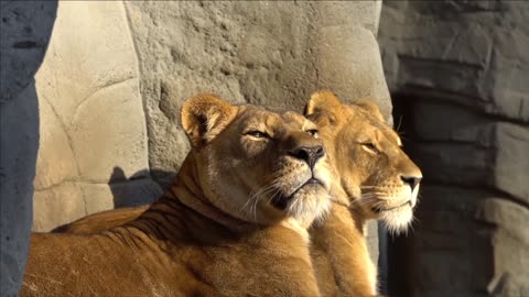 Two big cats in yawning mood