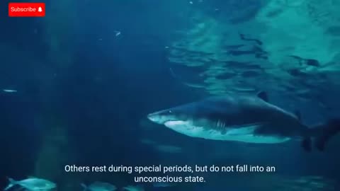 Why Sharks Never Sleep?