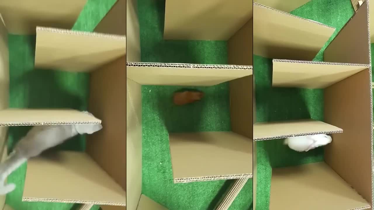 Cat Kitten 🐈 Hamster 🐹 vs Rabbit🐇 Who is the BEST? Battle in the GAINT Maze with Life of Pets Hamham