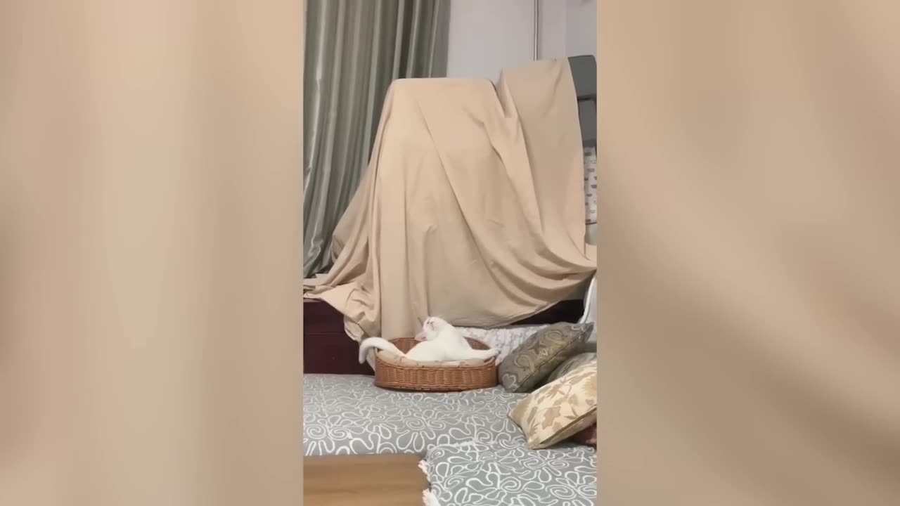 Funny cat/dog vedio - funny vedio