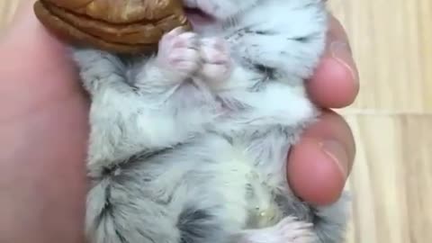 Funny video