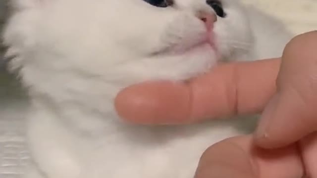 linlinqi Well-behaved kitten🤗🤗