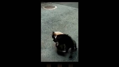 Funny animal videos- fun with dog and cats