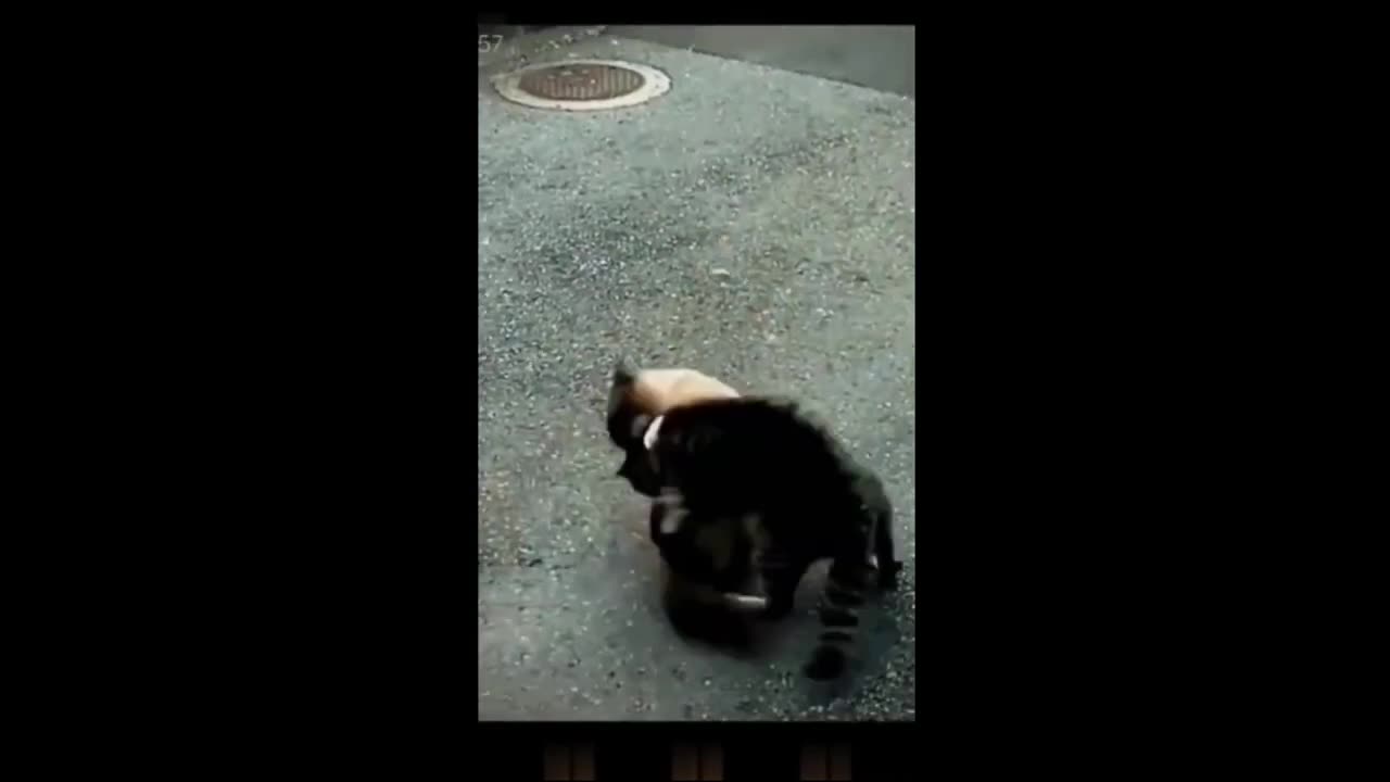 Funny animal videos- fun with dog and cats