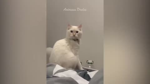 Cute and Funny Animals Compilation #12