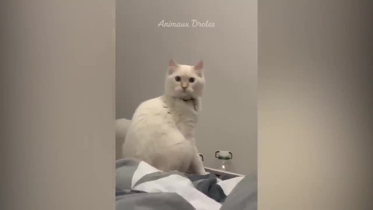 Cute and Funny Animals Compilation #12
