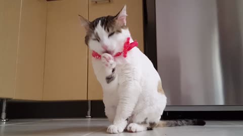 Baby cat 🐱 funny cats and cute cat 🐈 video