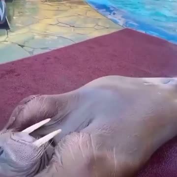 Sea Lion doing sit-ups #impressive #funnyanimals #funnyanimalslife