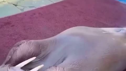 Sea Lion doing sit-ups #impressive #funnyanimals #funnyanimalslife
