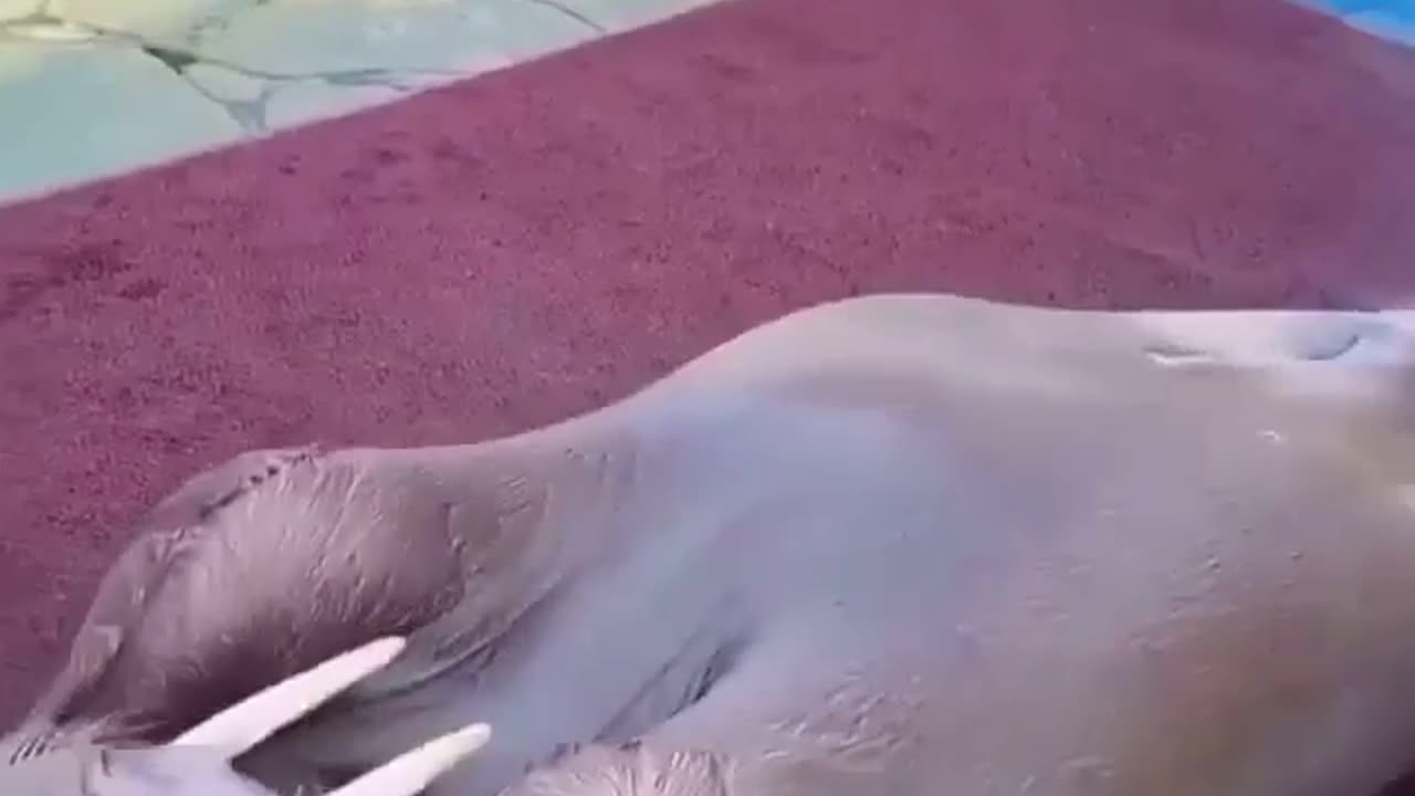 Sea Lion doing sit-ups #impressive #funnyanimals #funnyanimalslife
