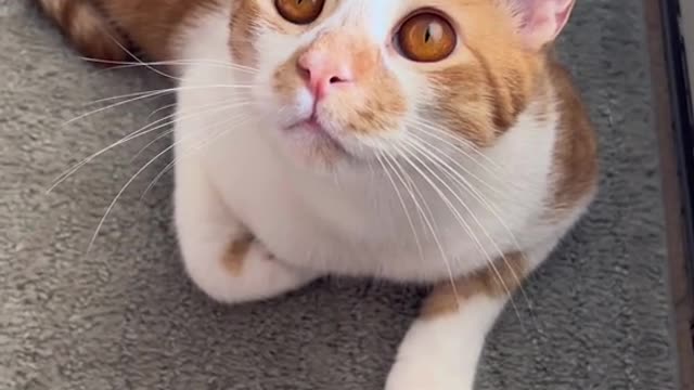 Do your cats like baths🛁 #cat #clean #fresh #catbath ##PetsOfTikTok#cutecats #bathtime