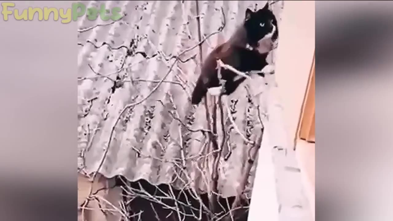 funniest cat and dog-best funniest animal videos 2023