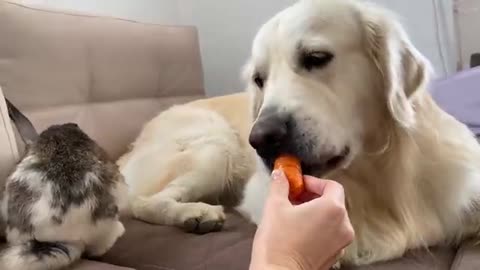 Golden Retriever Meets New Rabbit!
